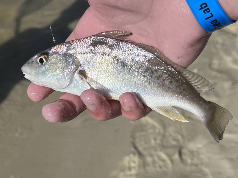 Atlantic croaker in Dauphin Island