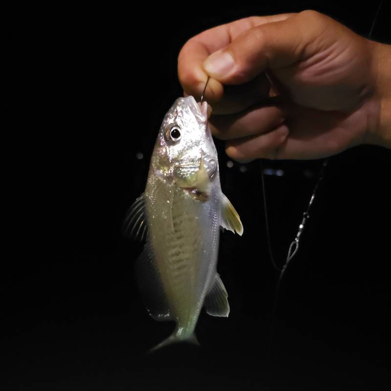 Atlantic croaker in Boiling Spring Lakes