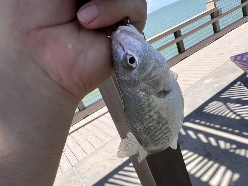 Atlantic croaker in Fulton