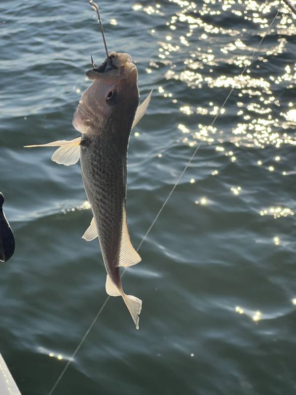 Atlantic croaker in New Jersey