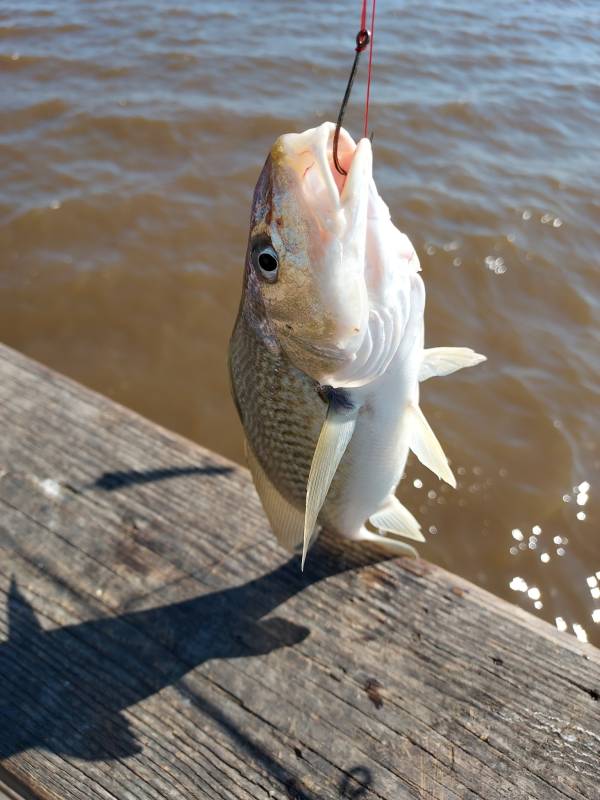 Atlantic croaker in Taylor Landing