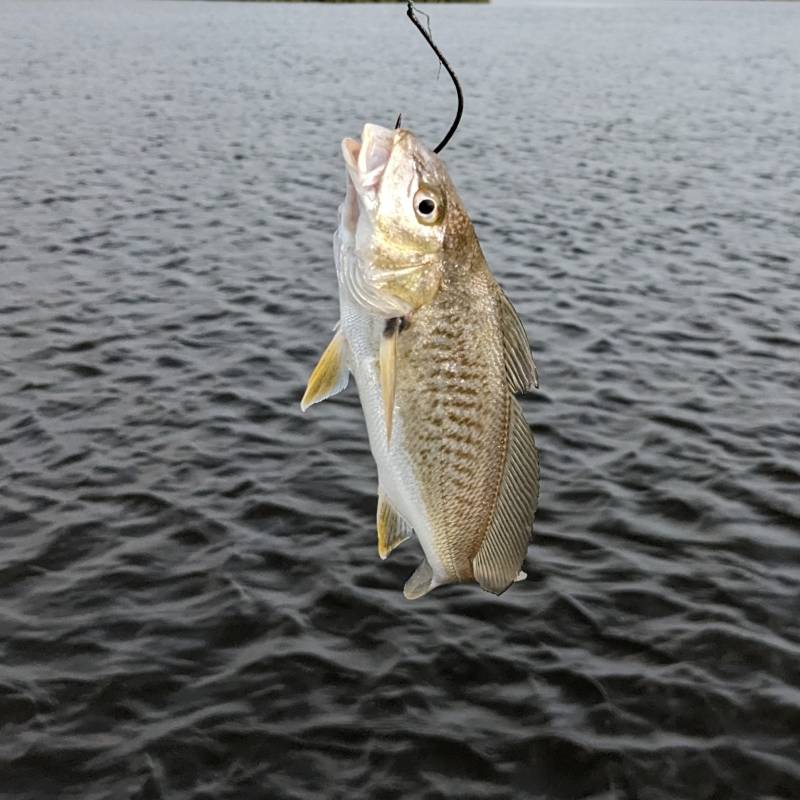 Atlantic croaker in Gretna