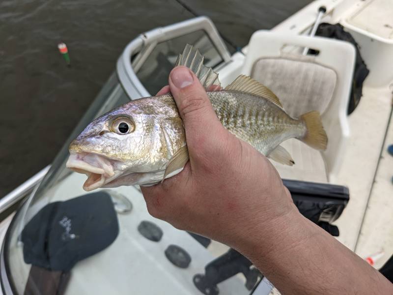 Atlantic croaker in Gretna