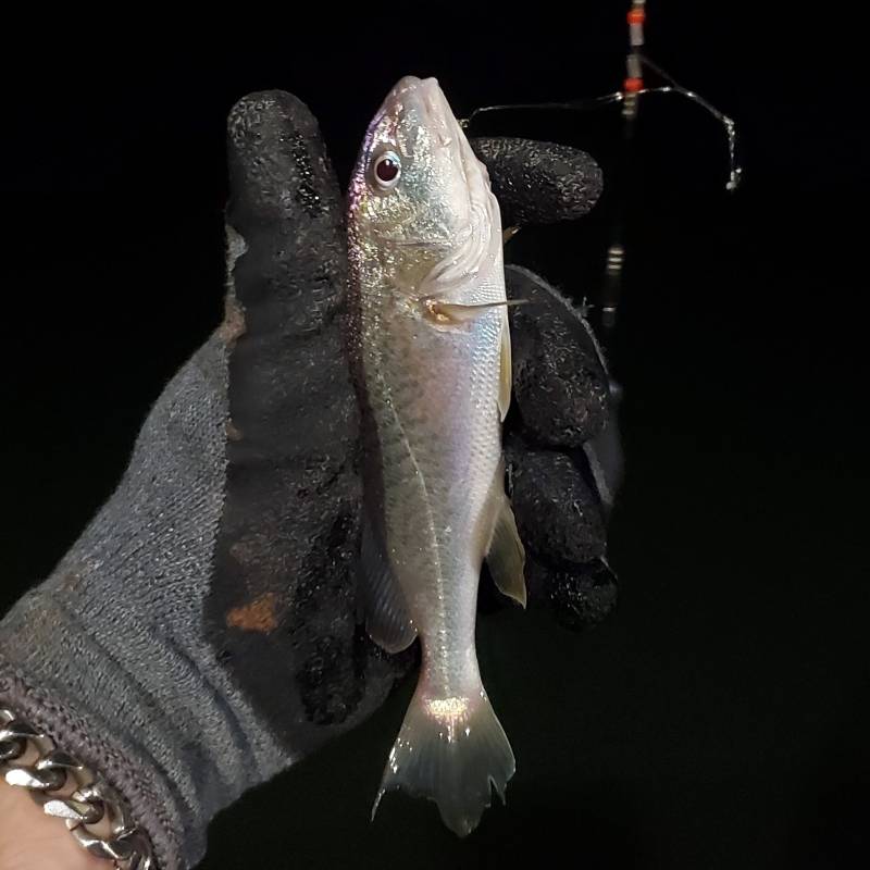 Atlantic croaker in Boiling Spring Lakes