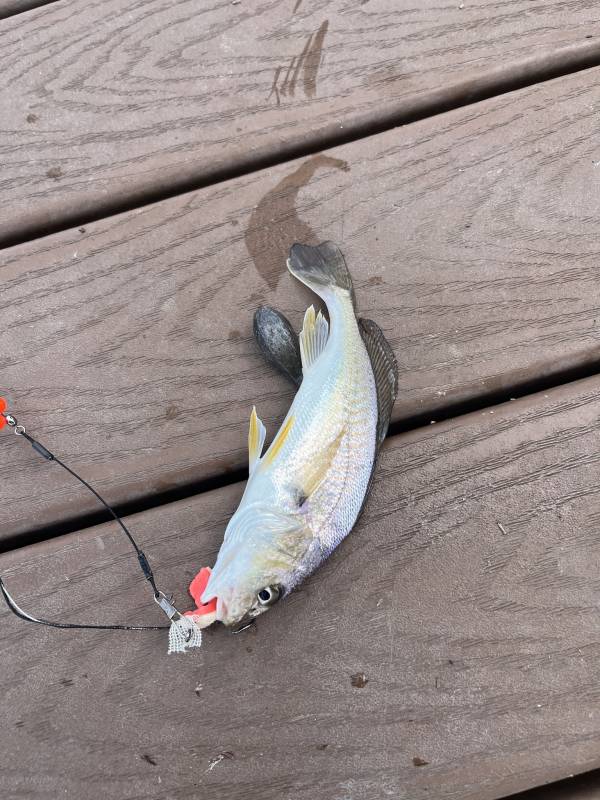 Atlantic croaker in Lake Charles