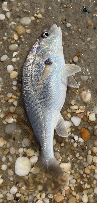 Atlantic croaker in Dagsboro