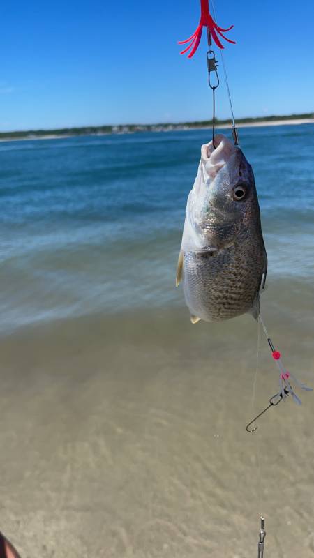 Atlantic croaker in Boiling Spring Lakes