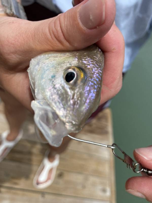 Atlantic croaker in Seadrift