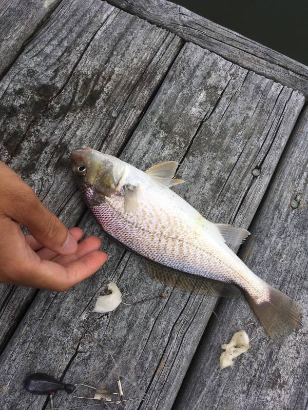 Atlantic croaker in North Carolina