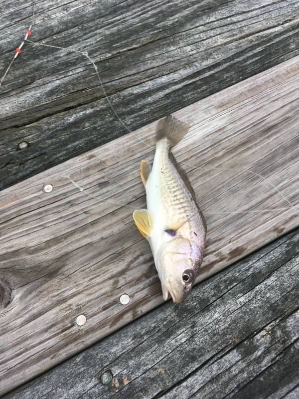 Atlantic croaker in North Carolina
