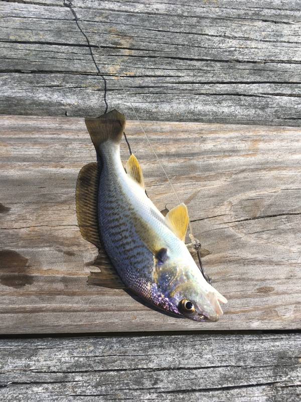 Atlantic croaker in North Carolina