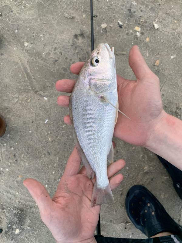 Atlantic croaker in Georgetown