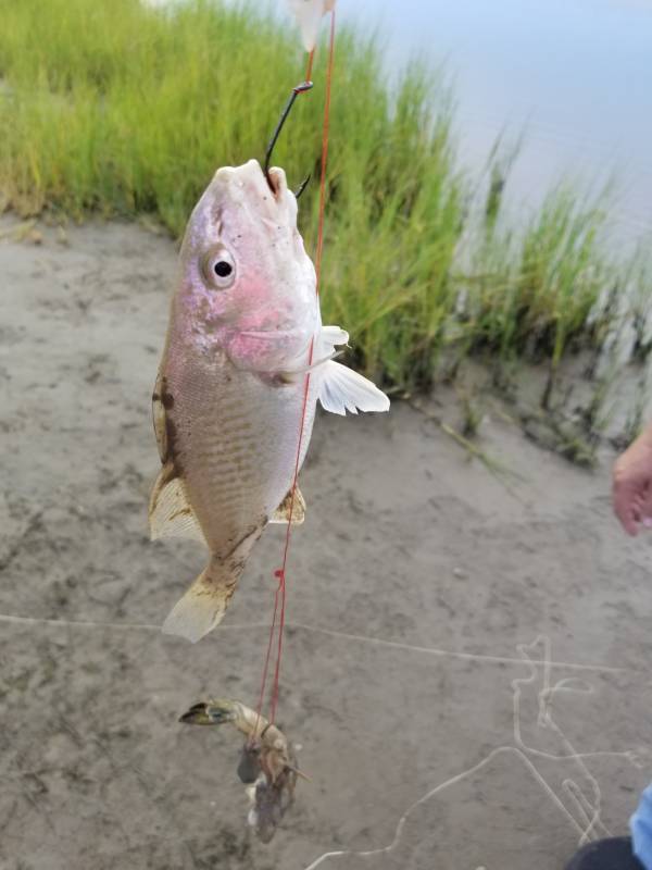 Atlantic croaker in Taylor Landing