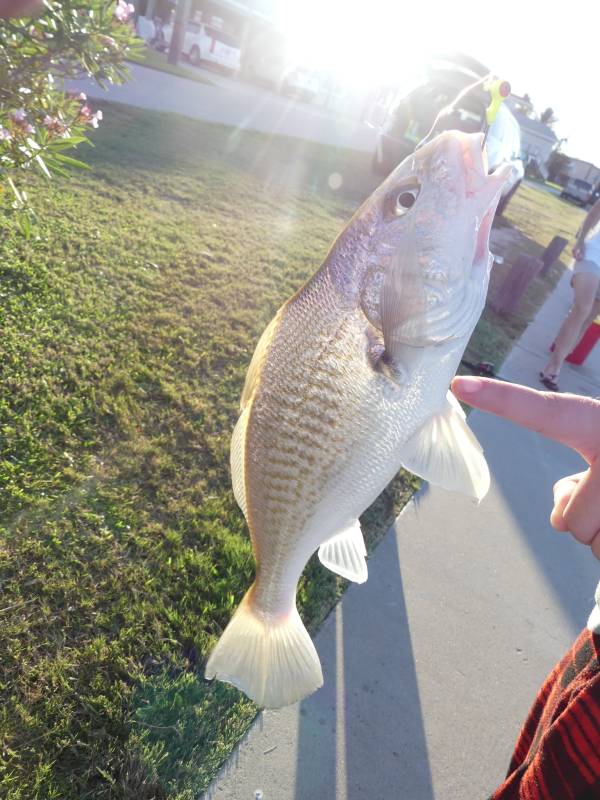 Atlantic croaker in League City