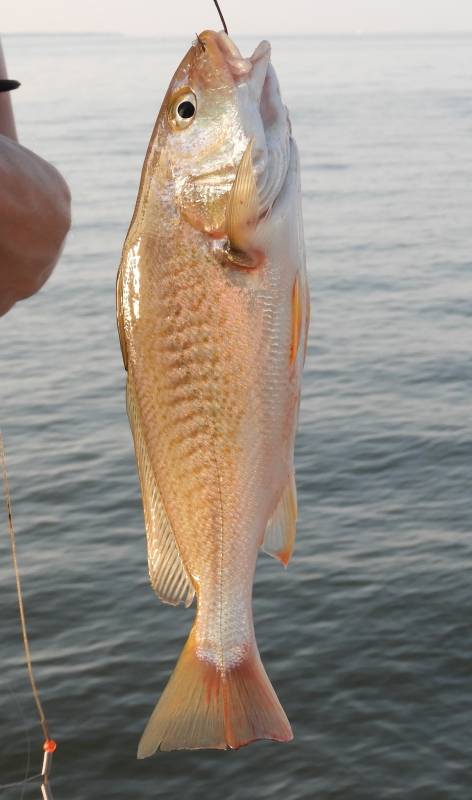 Atlantic croaker in Chesapeake Bay