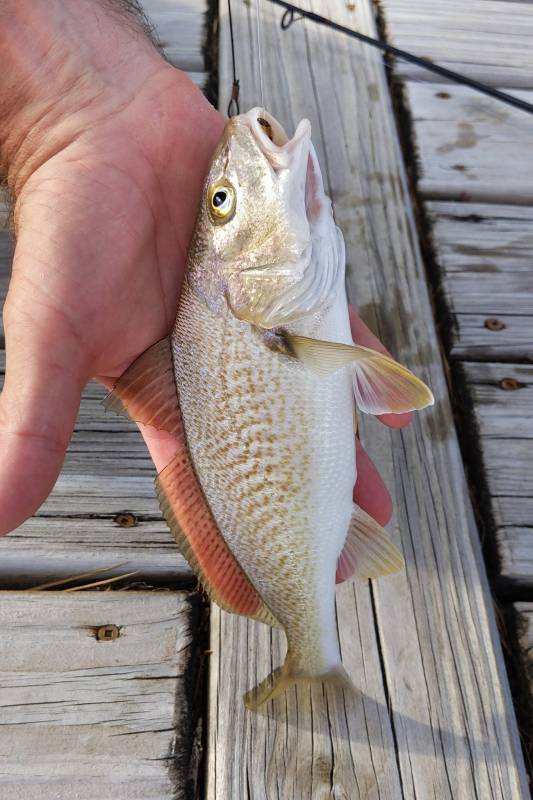 Atlantic croaker in Elizabeth City
