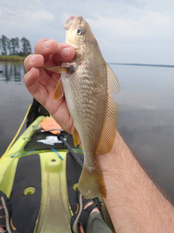 Atlantic croaker in River Bend