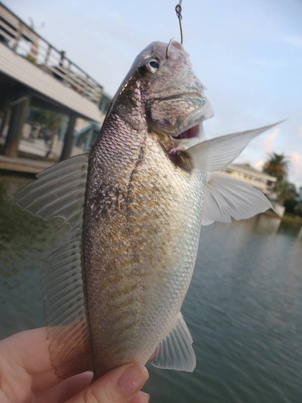 Atlantic croaker in Webster