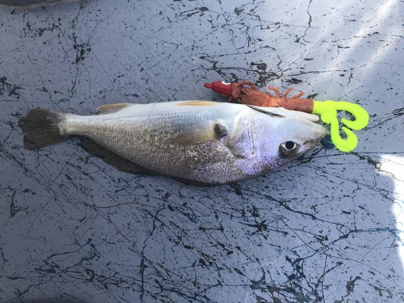 Atlantic croaker in Bridge City
