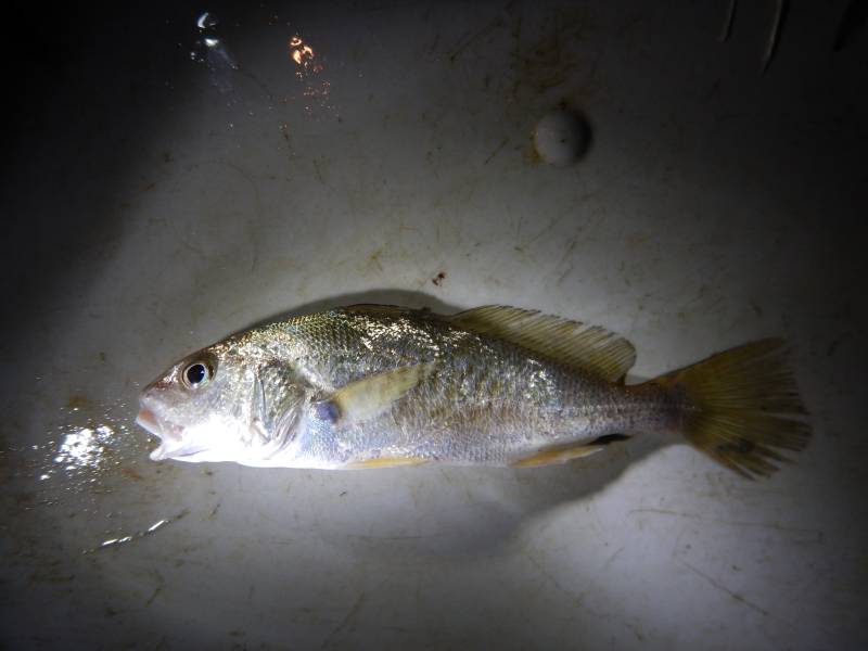 Atlantic croaker in Fulton