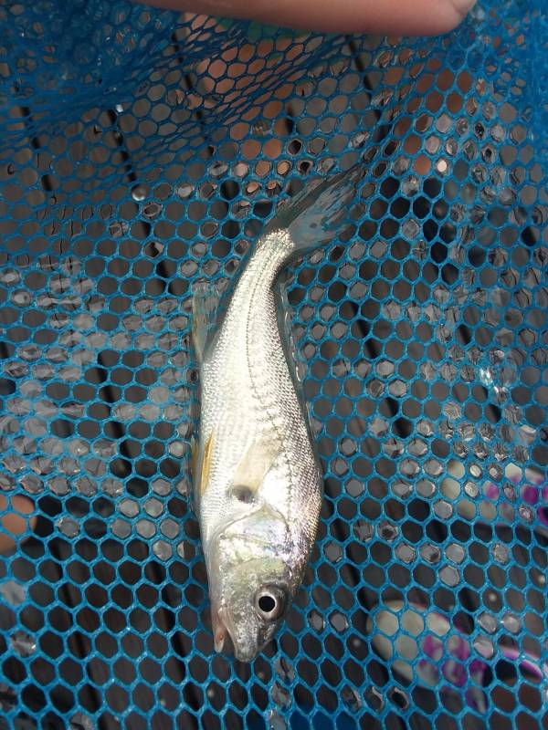 Atlantic croaker in North Charleston