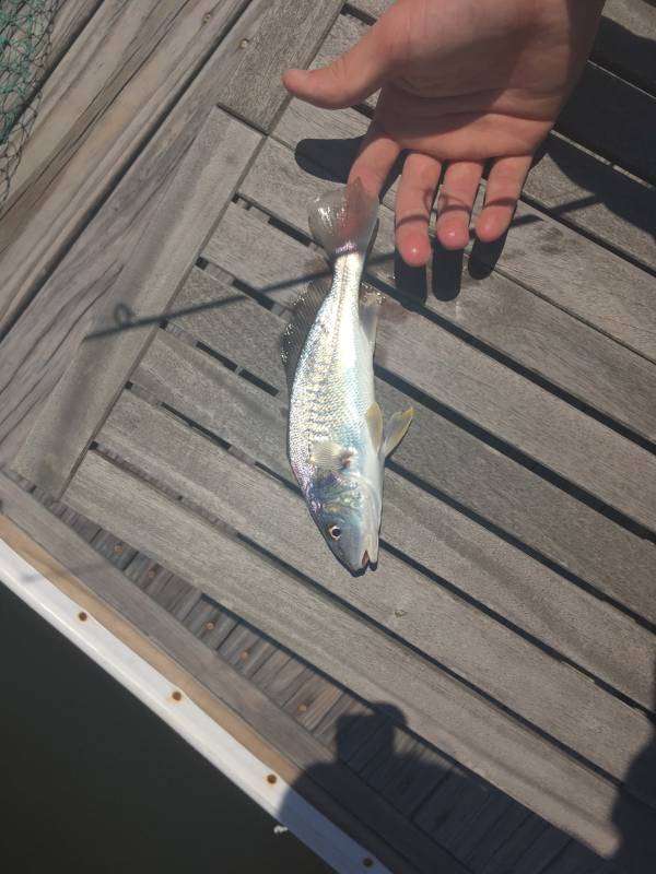 Atlantic croaker in Boiling Spring Lakes