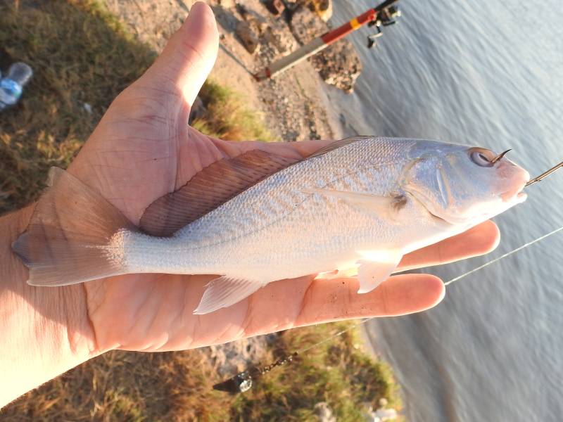 Atlantic croaker in Fulton
