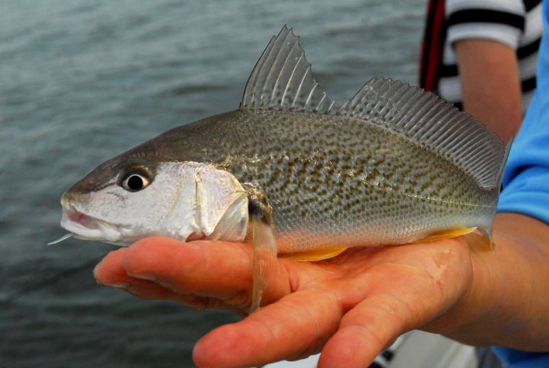 Atlantic croaker in Swansboro