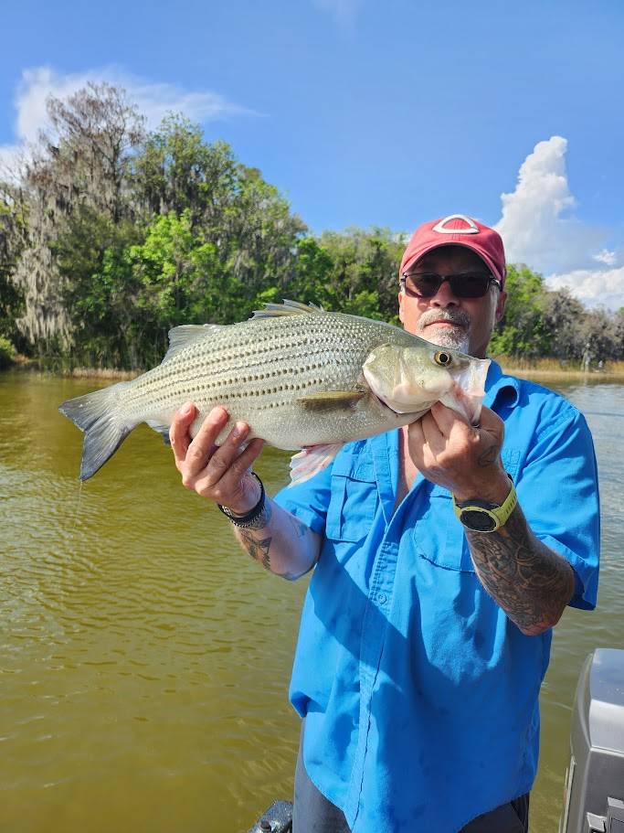 Striped bass in Maitland