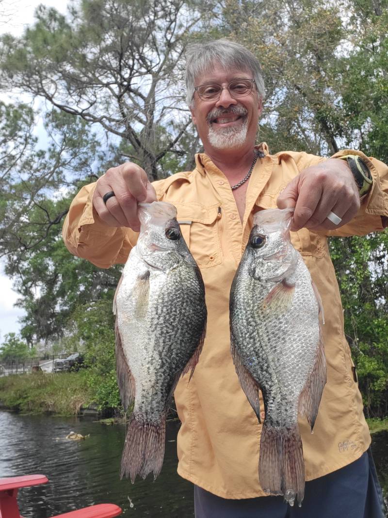 Black crappie in Webster