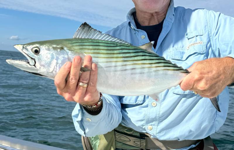 Atlantic bonito in United States