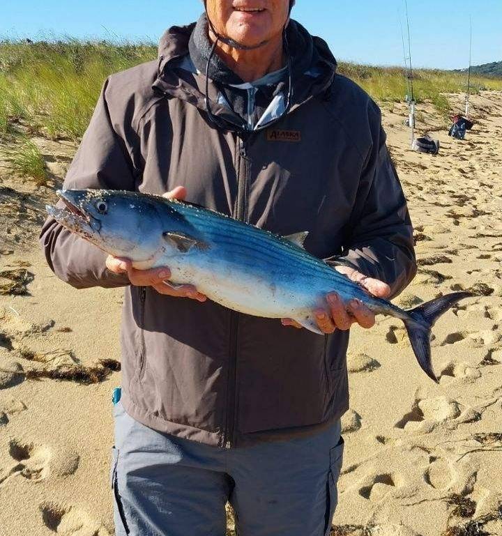 Atlantic bonito in Warren