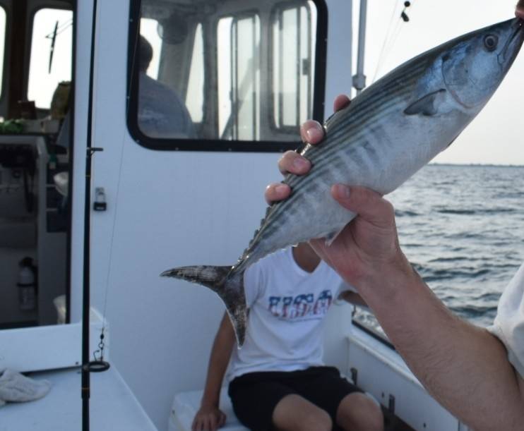 Atlantic bonito in Georgetown