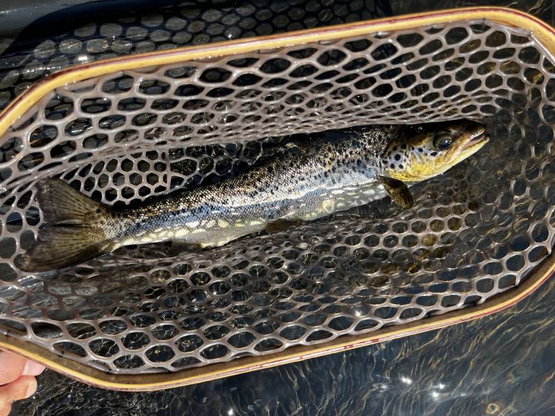 Atlantic salmon in Maine