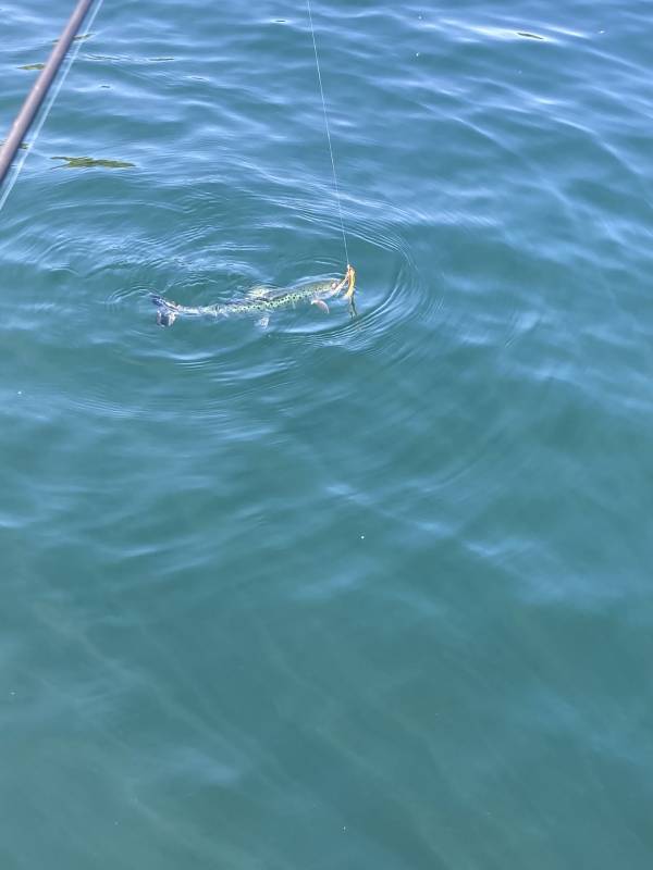 Atlantic salmon in Vermont