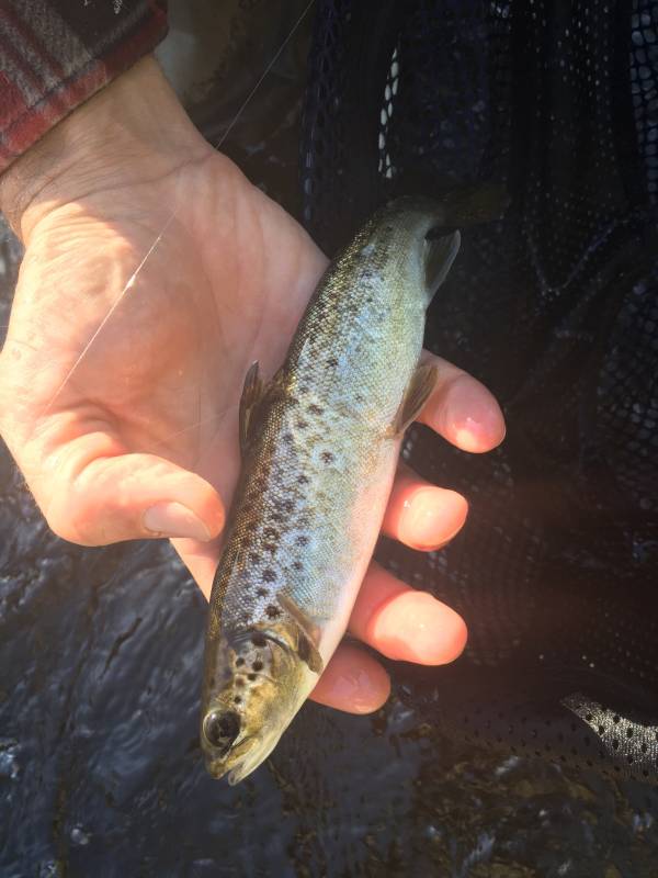 Atlantic salmon in Peru