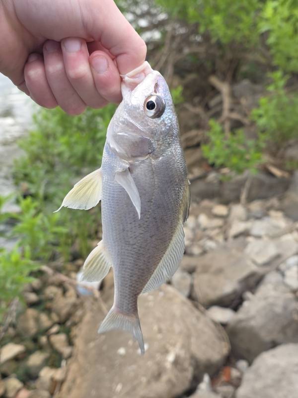 Freshwater drum in Bridge Creek