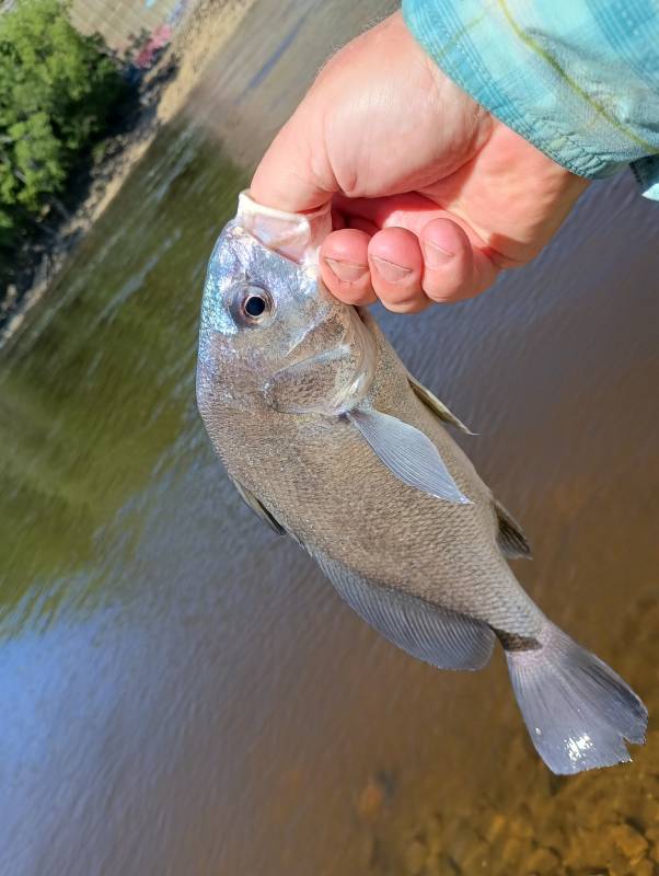 Freshwater drum in Savage