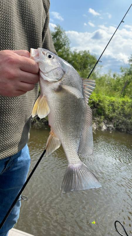 Freshwater drum in Savage