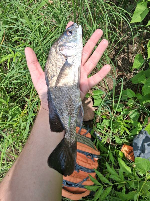 Freshwater drum in United States