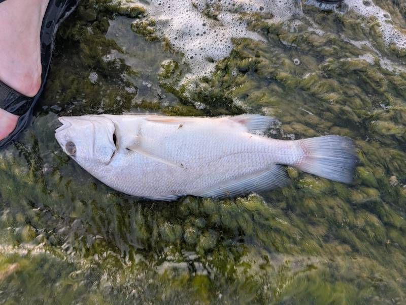 Freshwater drum in Ada