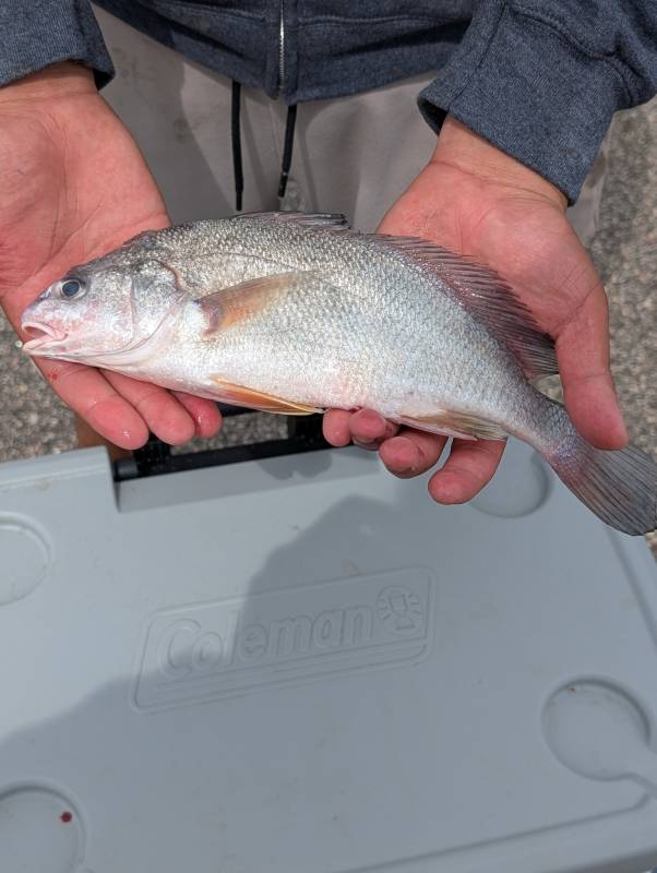 Freshwater drum in Savage