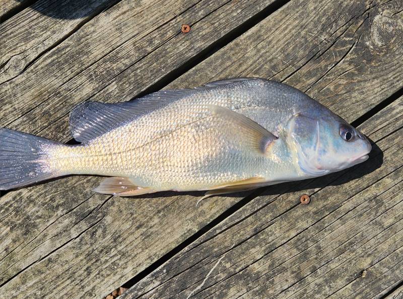 Freshwater drum in United States