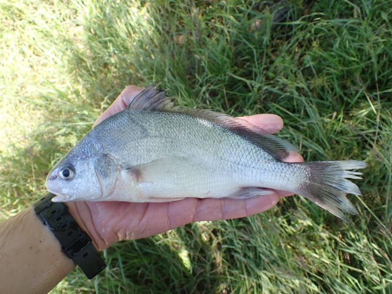 Freshwater drum in Refugio