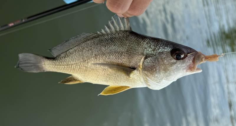 Freshwater drum in United States