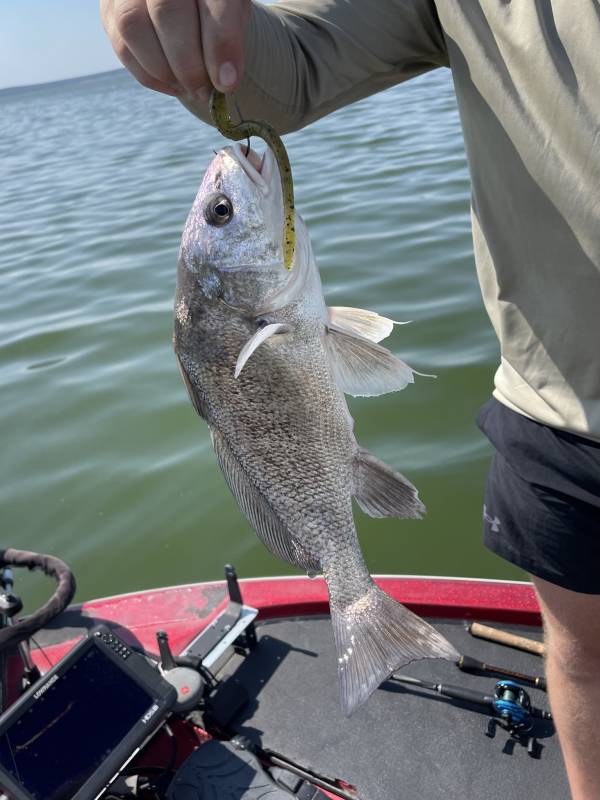 Freshwater drum in Llano