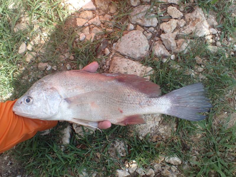 Freshwater drum in North Cleveland