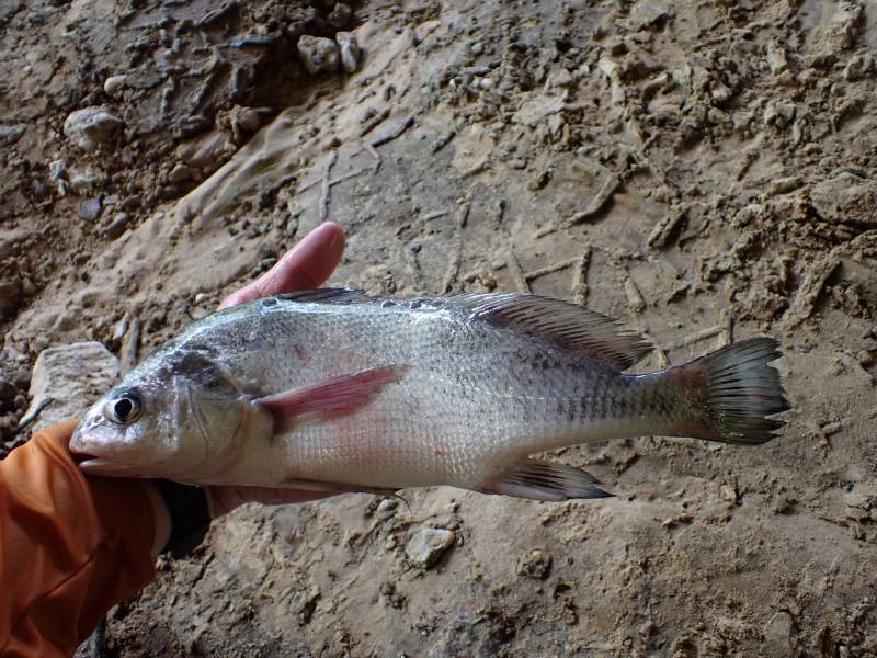 Freshwater drum in North Cleveland
