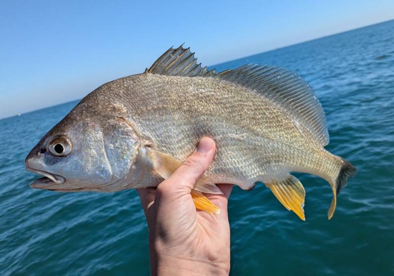 Freshwater drum in Walbridge