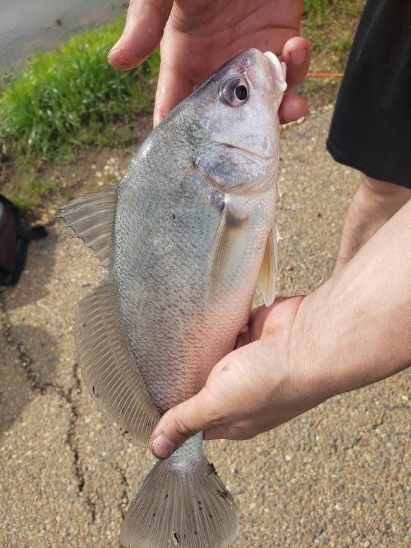 Freshwater drum in Crossett